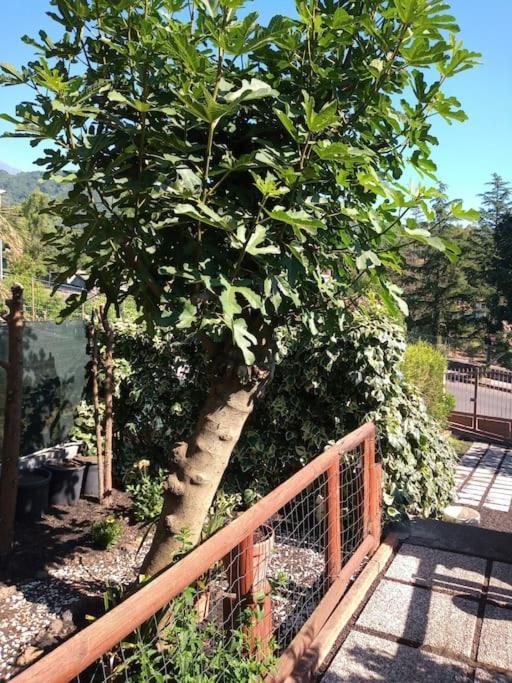 Loft Sotto Il Vulcano, Con Posto Auto Privato Zafferana Etnea Exterior foto